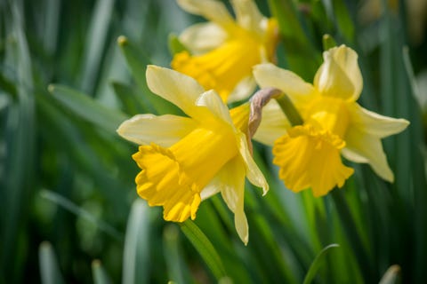 30 Best Early Spring Flowers - Early-Blooming Garden Flowers