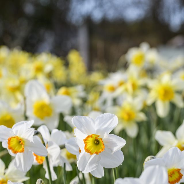 close up on several daffodil flowers in fieldcluk exclusive garden feature for 2023 passionate gardener kate and duncan donald croft daffodils, scotland by jason ingram please do not use without permission from cluk's garden editor