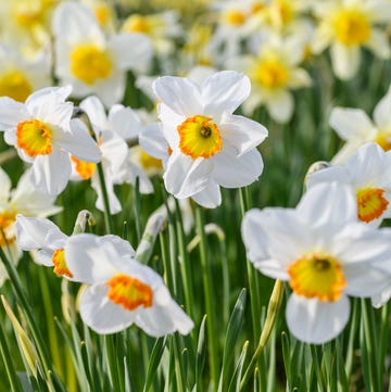 close up on several daffodil flowers in fieldcluk exclusive garden feature for 2023 passionate gardener kate and duncan donald croft daffodils, scotland by jason ingram please do not use without permission from cluk's garden editor