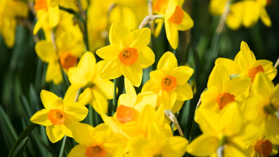 daffodils during spring in queenstown, new zealand