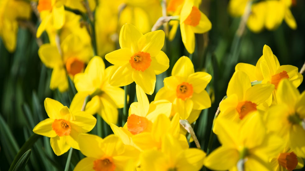 Daffodils during spring in Queenstown, New Zealand. daffodils during spring in queenstown, new zealand