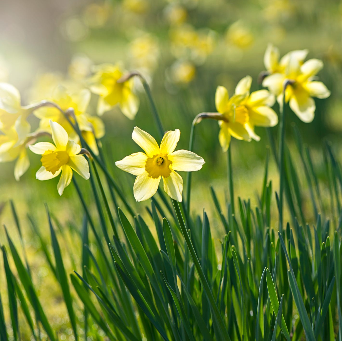 Daffodils outside growing