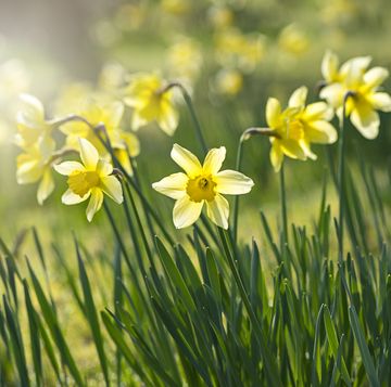 Daffodils outside growing