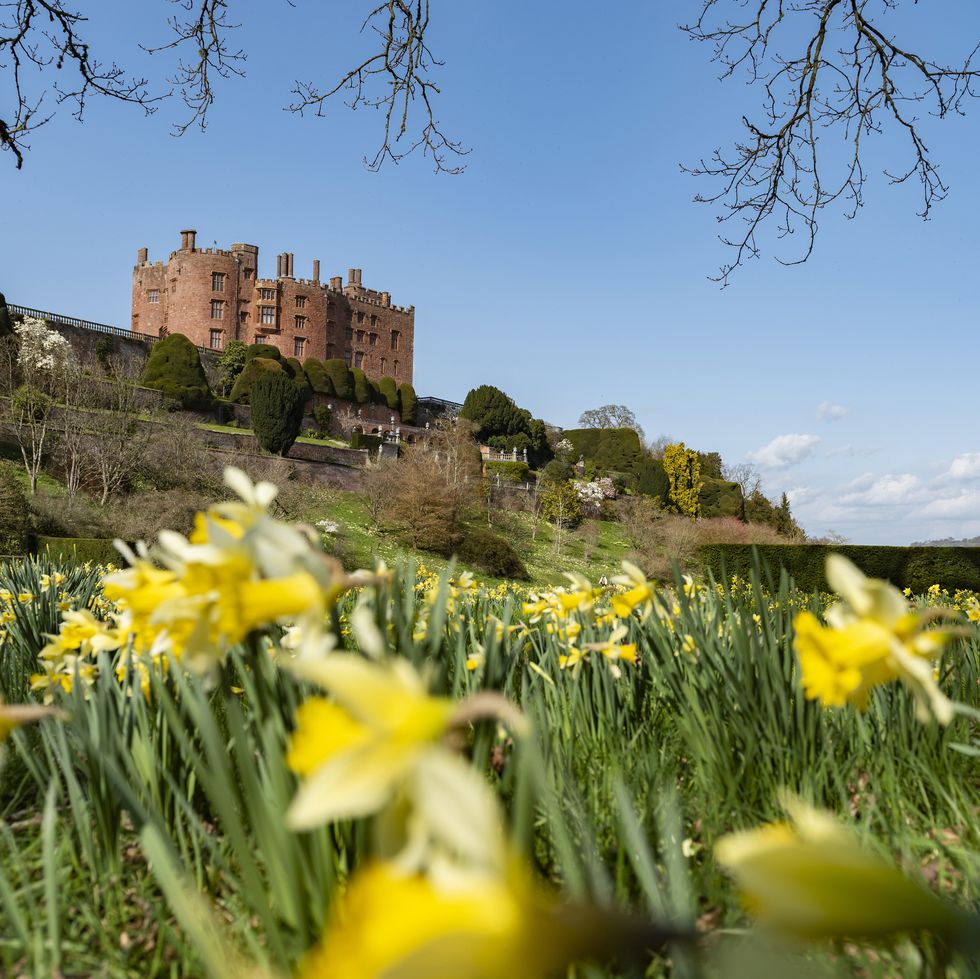 daffodils in bloom at powis castle, powys