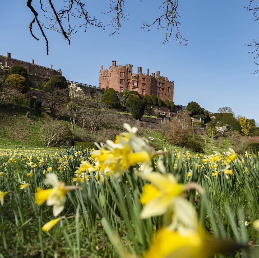 daffodils in bloom at powis castle, powys