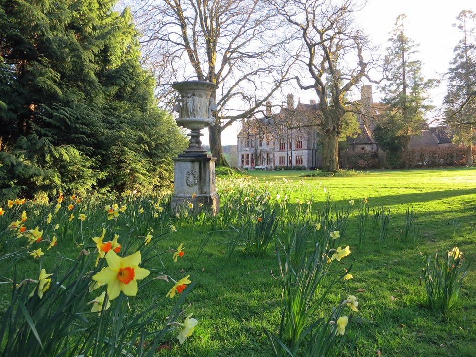 Daffodils outside in March