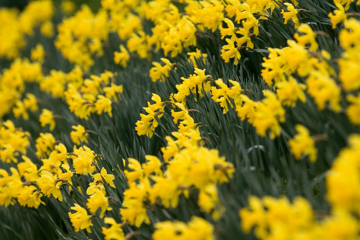 Daffodils, Oxfordshire, United Kingdom