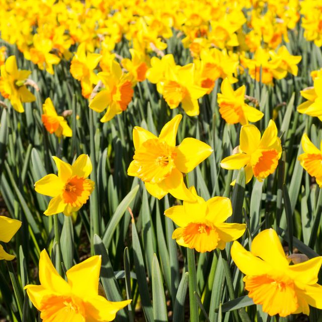 Daffodils, UK