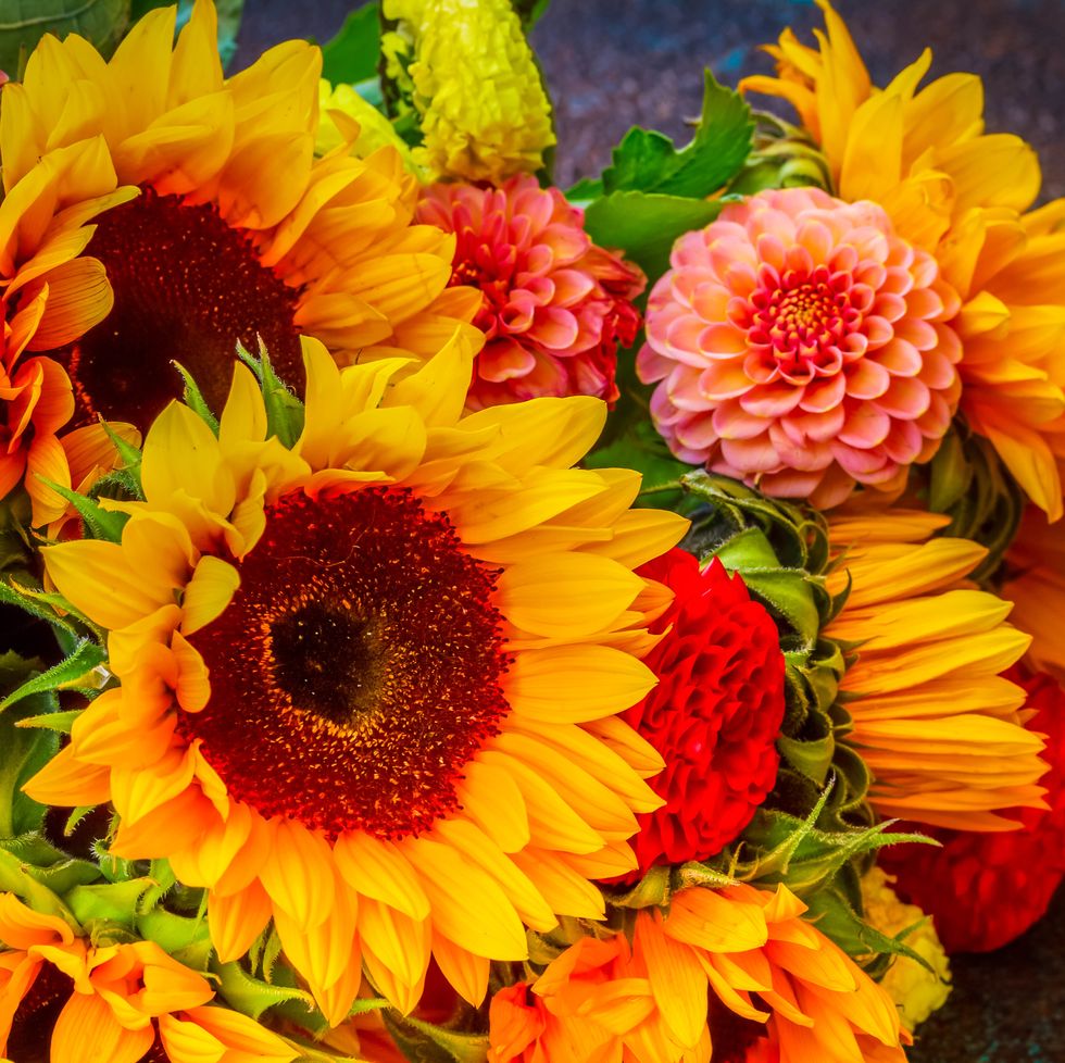 dahlia and sunflowers