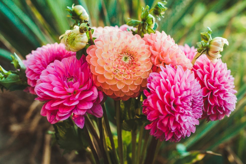 Dahlia flowers from the dahlia garden