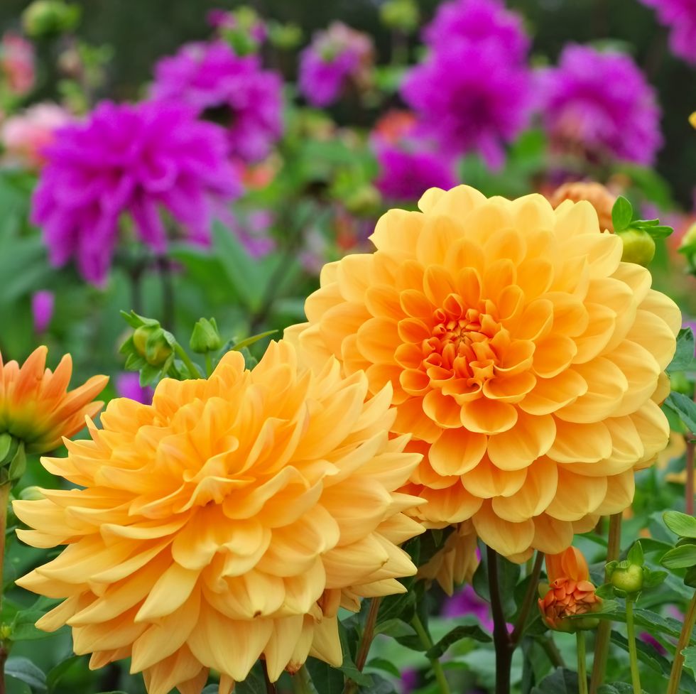 summer flowers, yellow dahlias outside