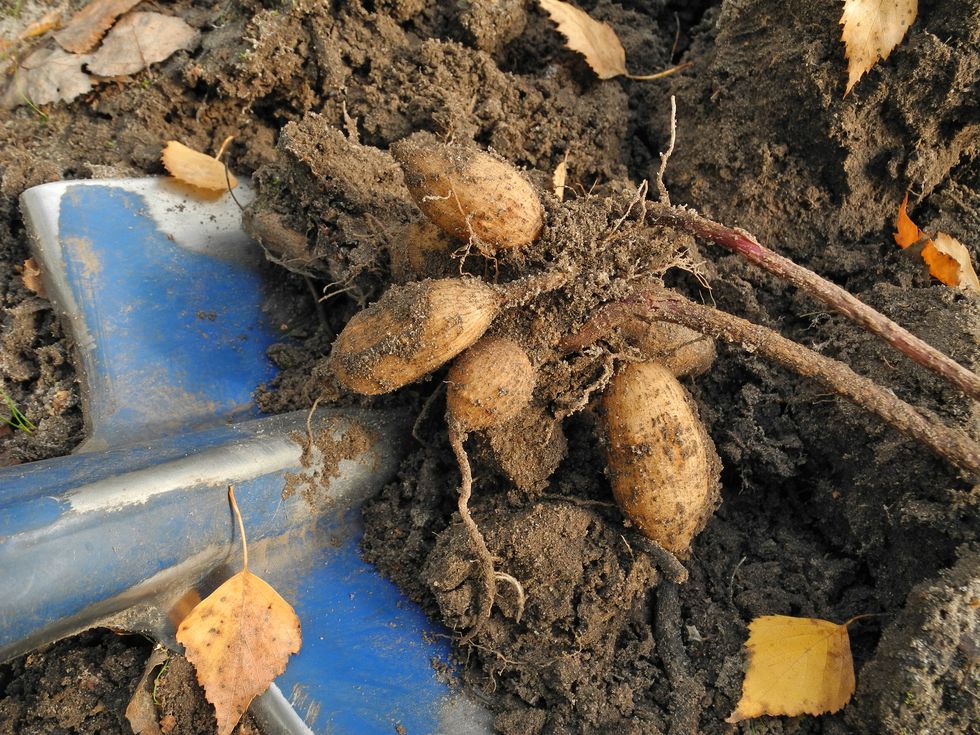 dahlia tuber dug up from soil before for winter storage