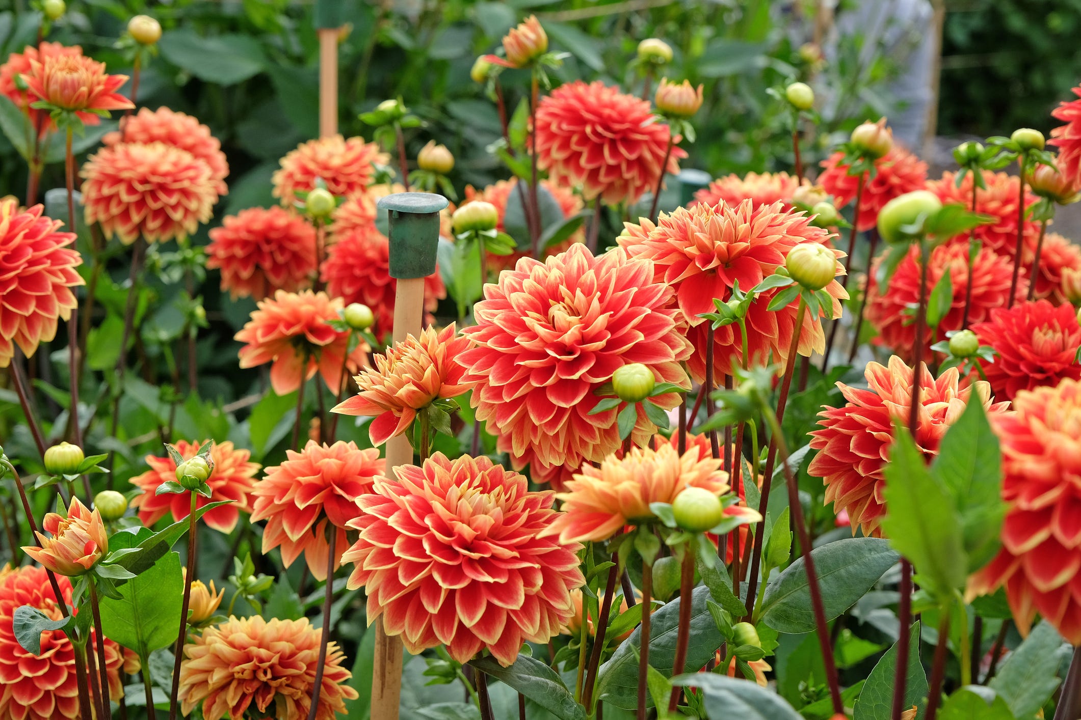 20 Best Dahlia Types and Varieties for Your Garden