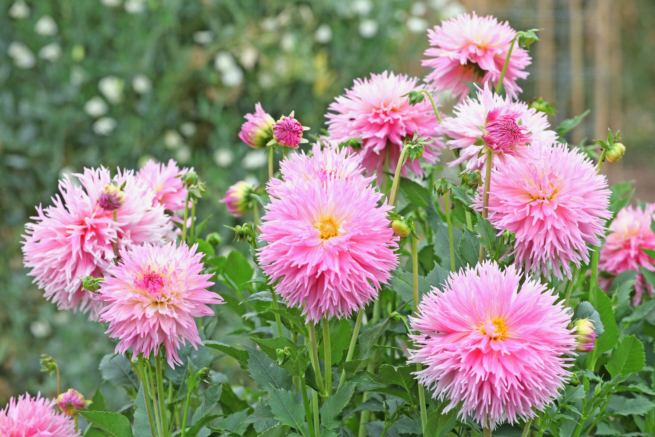 20 Best Dahlia Types and Varieties for Your Garden