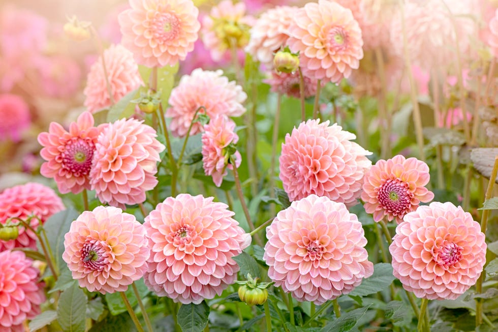 20 Best Dahlia Types and Varieties for Your Garden