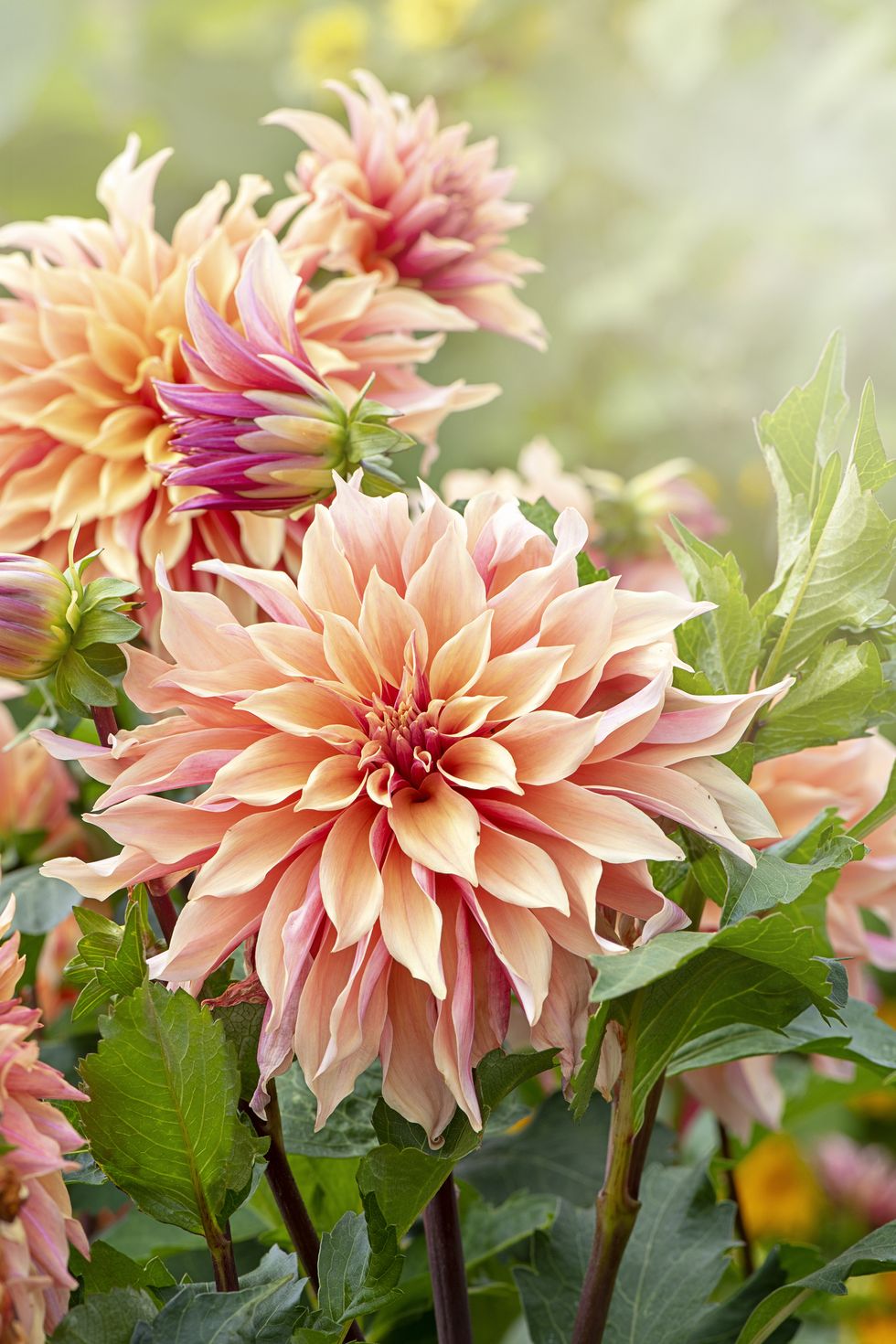 close up of dahlia fall flowers to plant in autumn gardens