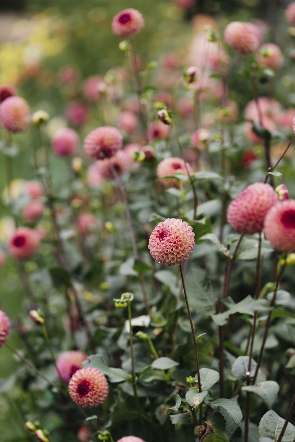 Growing Dahlias in Containers Sarah Raven s Top Tips