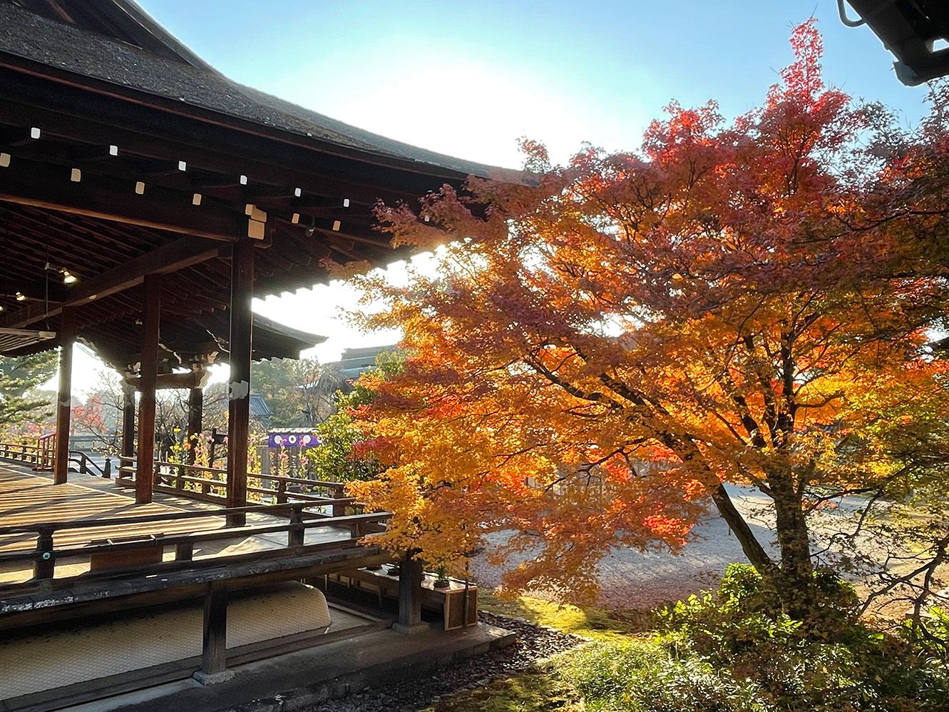 低価格で大人気の 京都の紅葉スポットおすすめ3選。歴史ある社寺の紅葉巡り イラスト