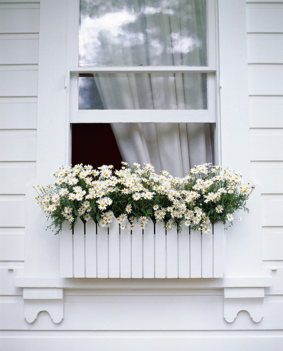 daisies in a window box