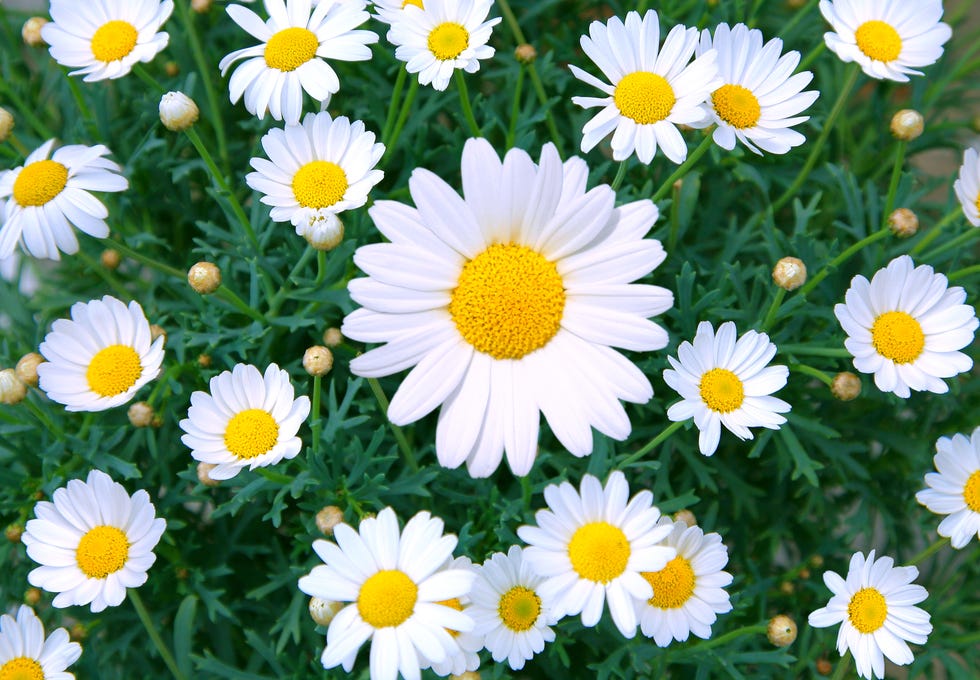 Daisy Flower Meaning : The Ultimate Guide to Unlock the Hidden Power of Daisy Flowers