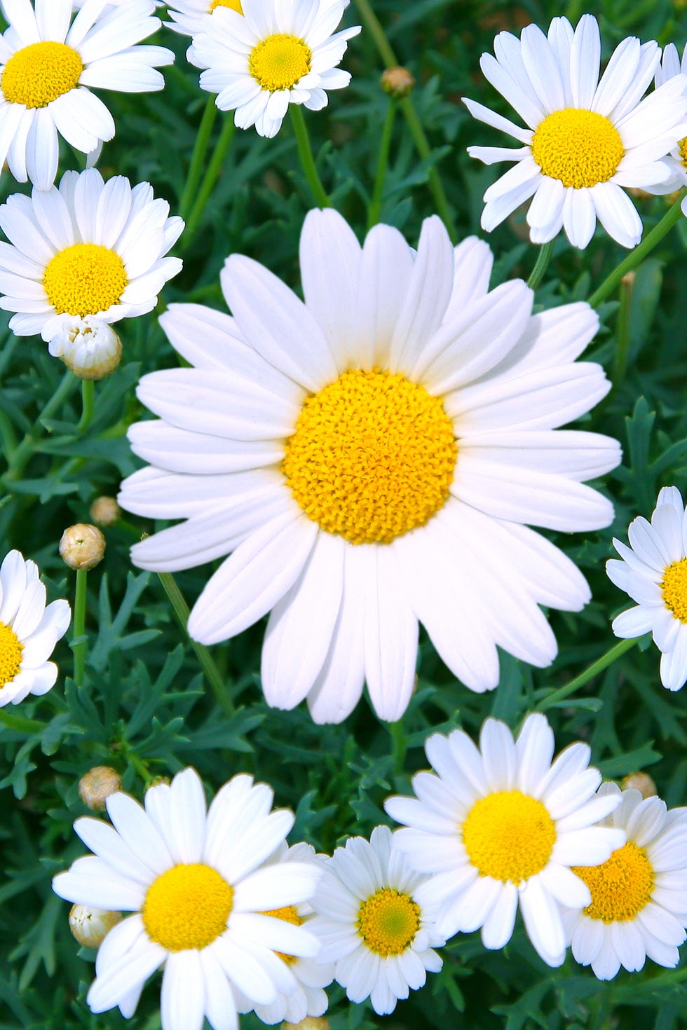 Daisy Flower Meaning : The Ultimate Guide to Unlock the Hidden Power of Daisy Flowers