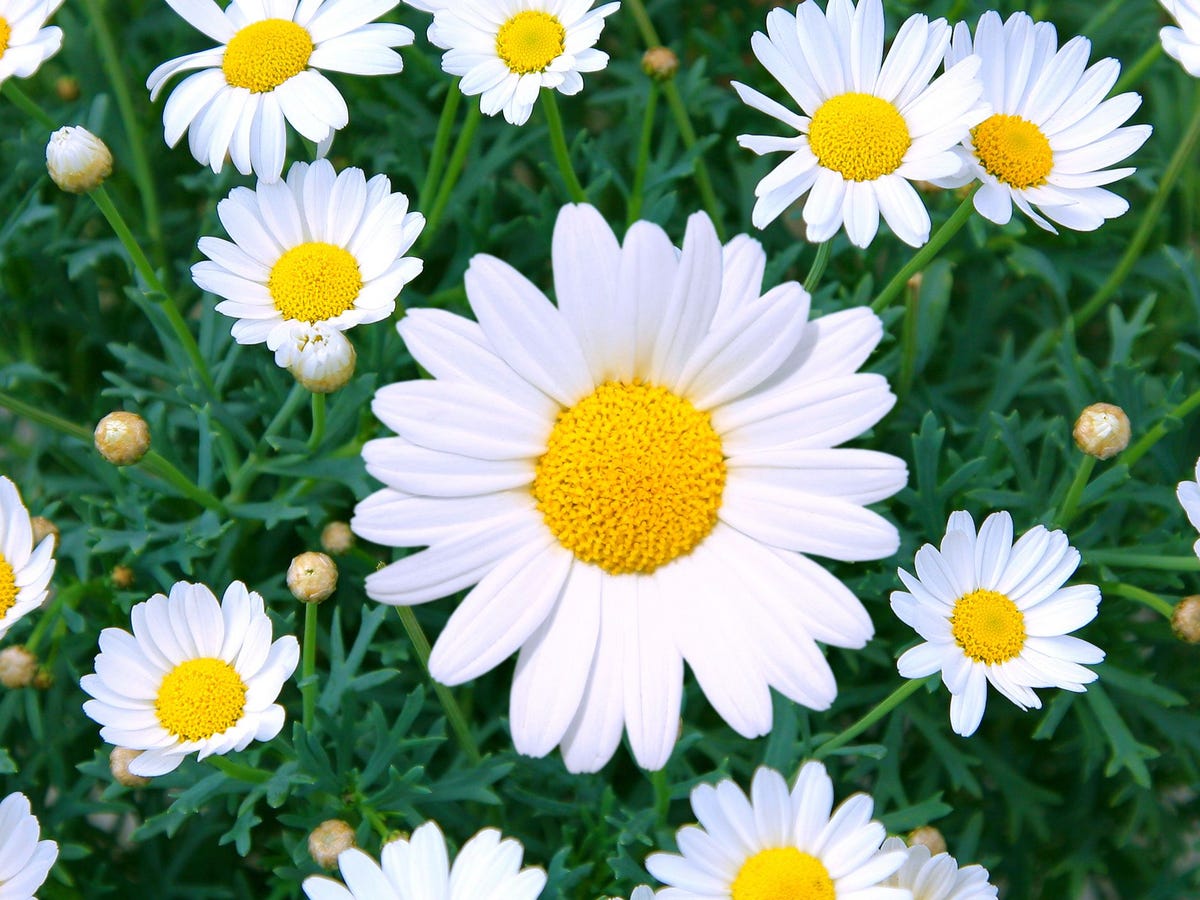 Plant Grow Outdoor Daisy Flowers