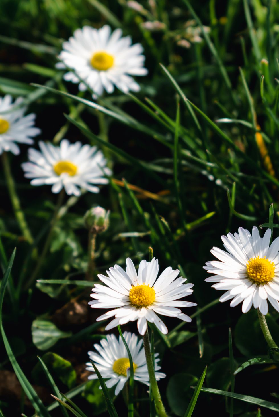 daisy flower in a garden at springtime, edible flower, bellis perennis, astereae