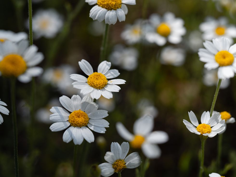 daisy flowers in forest close up