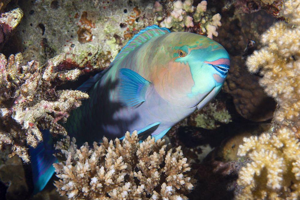 amazing pictures show colourful fish in red sea