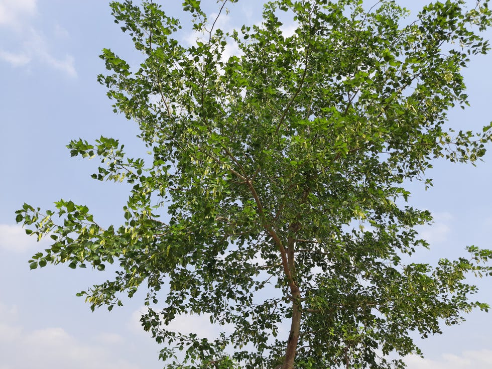 dalbergia sissoo tree in blue sky background