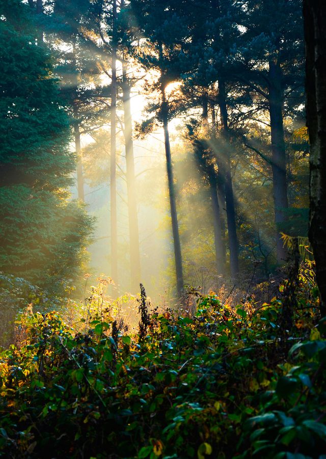 People in nature, Nature, Sunlight, Forest, Natural landscape, Tree, Natural environment, Vegetation, Light, Atmospheric phenomenon, 