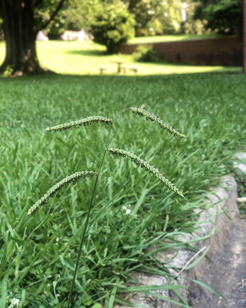 weeds to watch for dallisgrass seedhead