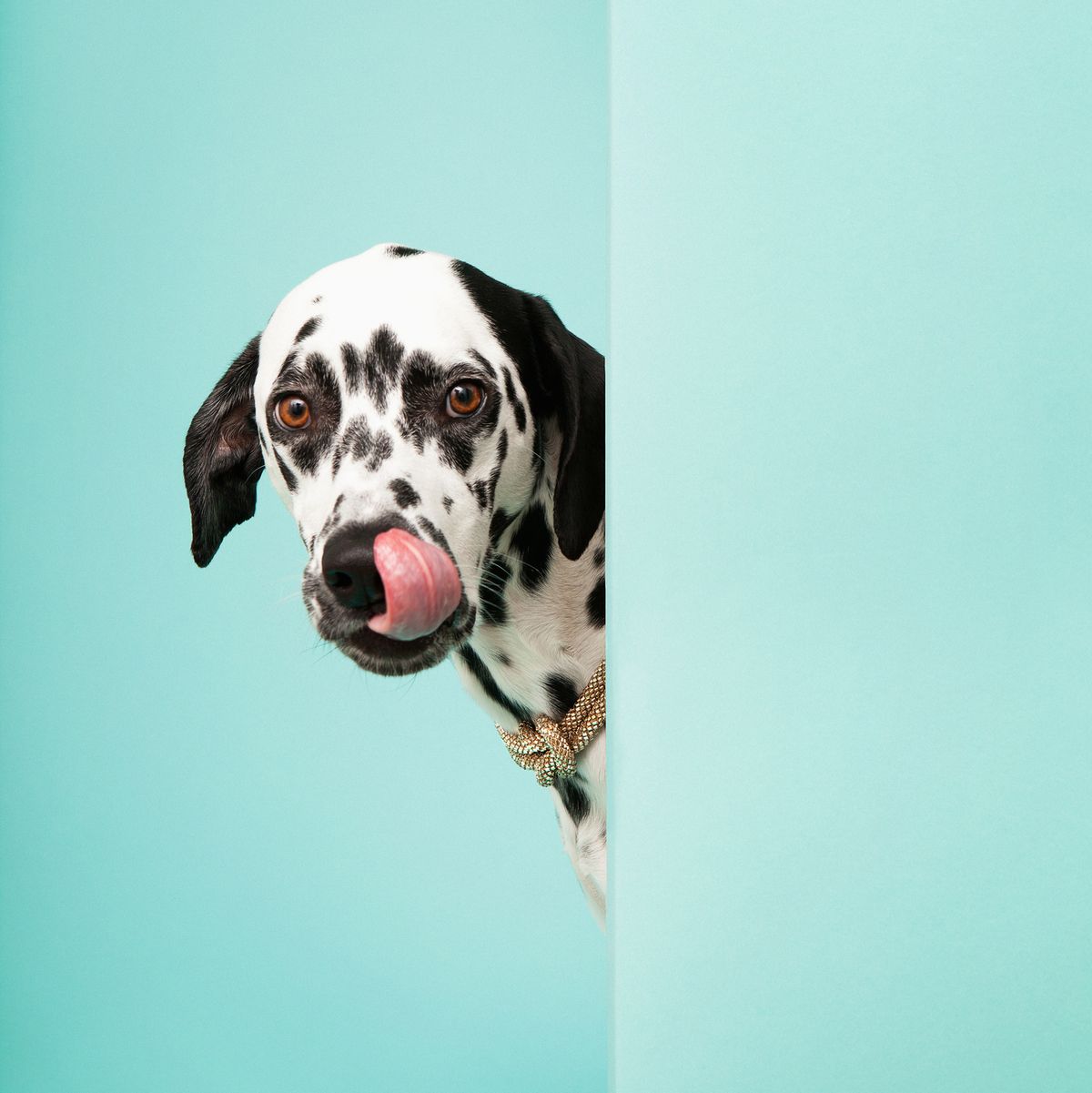Dalmatian Dog Licking His Nose