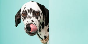 Dalmatian Dog Licking His Nose