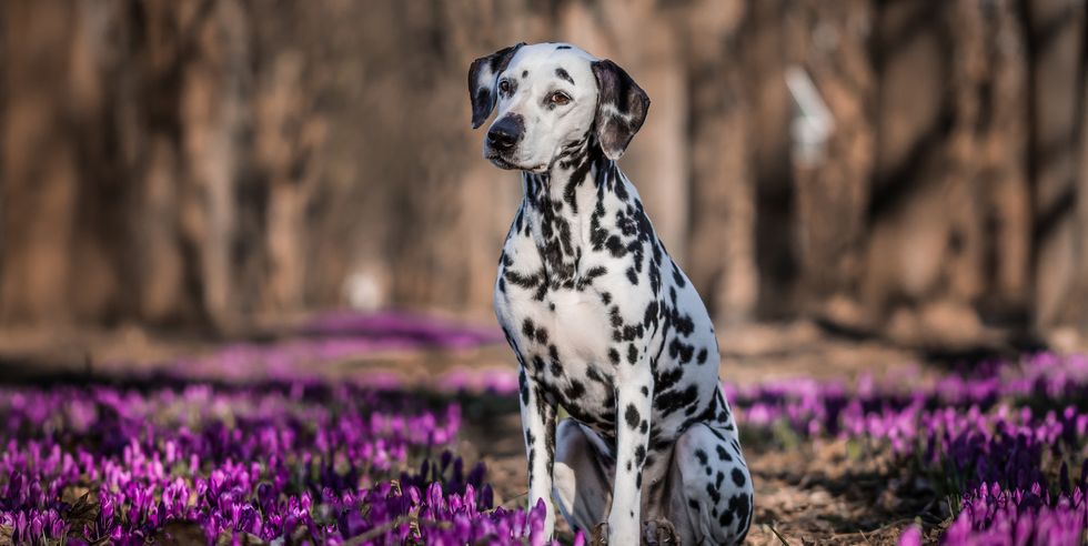 dalmatian dog sitting on purple flowers