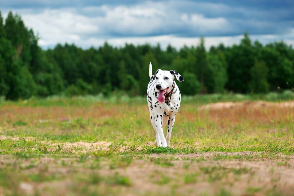 Cute dog running on field