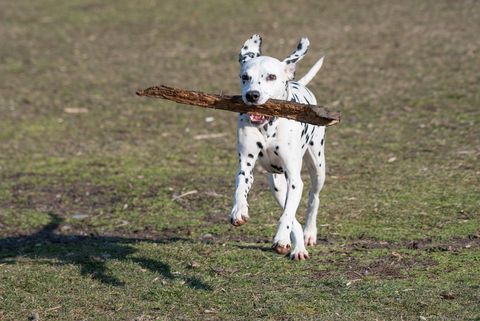 dalmation fastest dogs