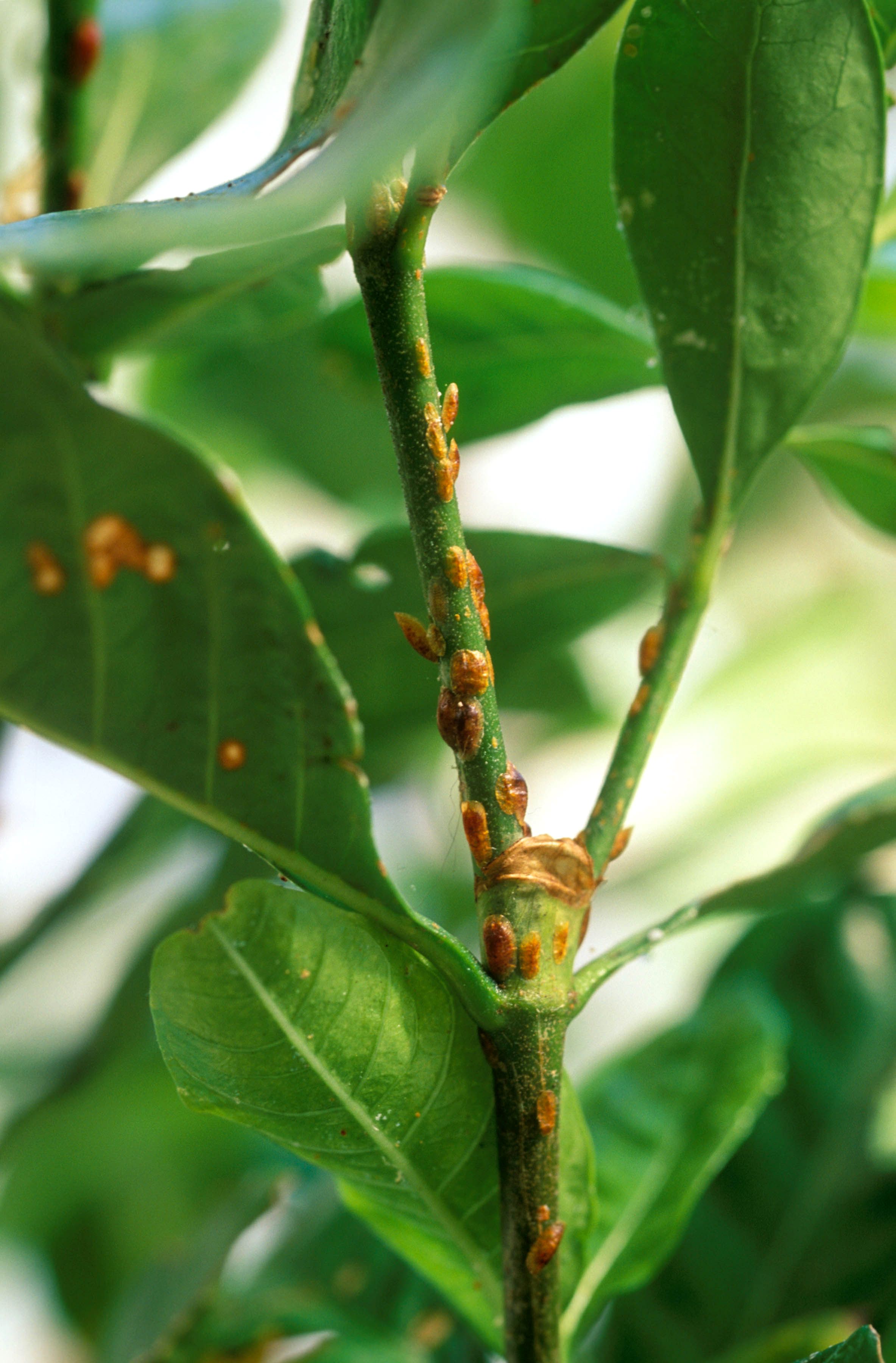 Christmas Tree Bugs - Scale Insects