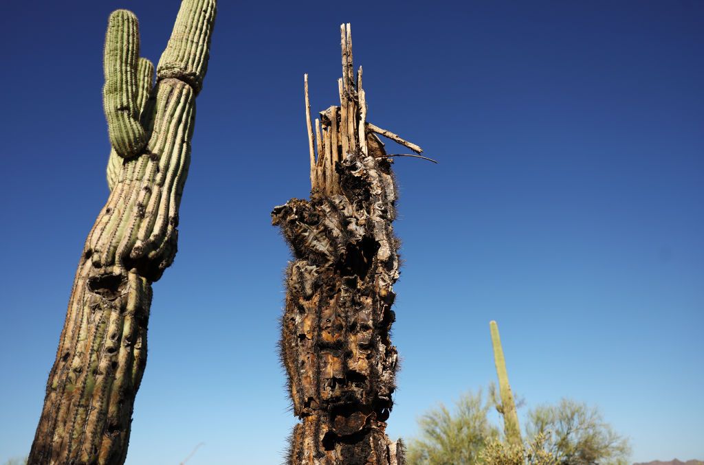 LIV Golf in hot water for new controversy involving … cactuses