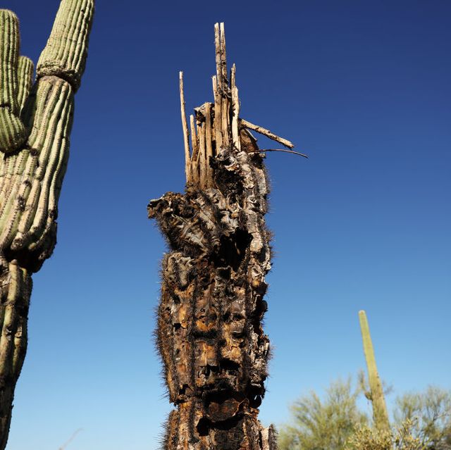 arizona's brutal heatwave contributes to the dying of its iconic saguaro cacti