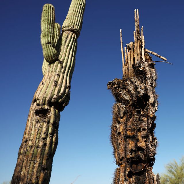 arizona's brutal heatwave contributes to the dying of its iconic saguaro cacti