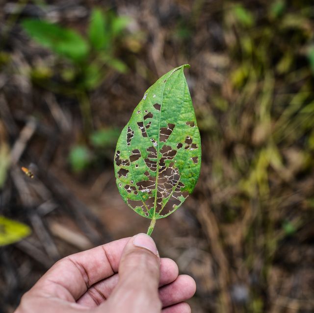 damaged soybean leaf