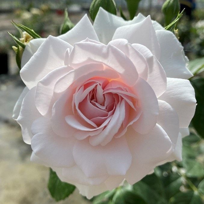 chelsea flower show   dame deborah james rose raises £45,000 for ﻿﻿﻿bowelbabe fund for cancer research uk