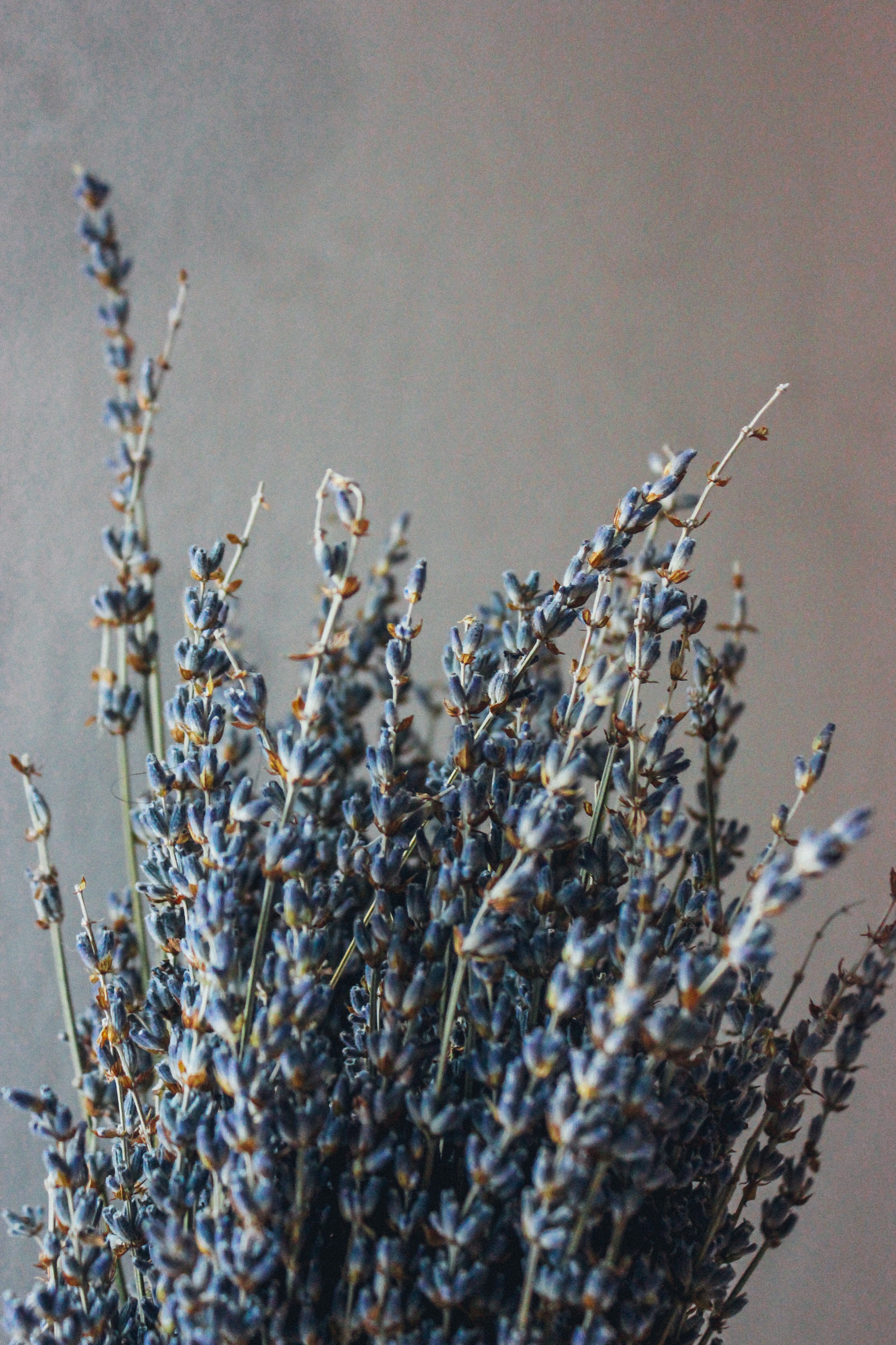 Lavanda Officinalis o Lavandula Angustifolia: proprietà, benefici, usi