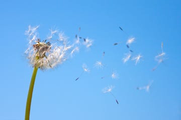 Dandelion being blown in the wind against blue sky