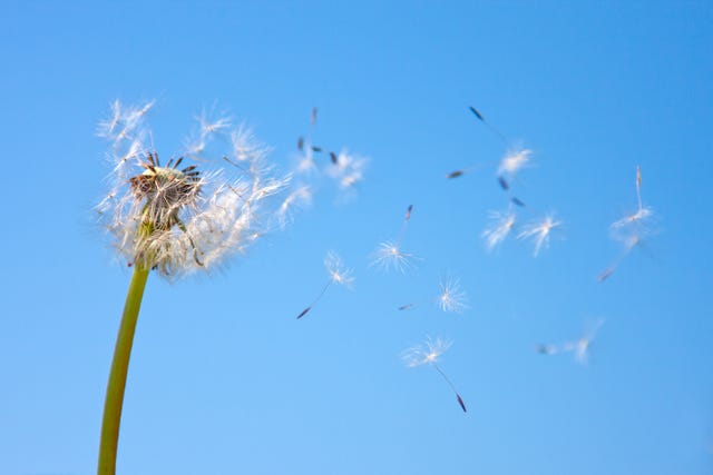 Dandelion being blown in the wind against blue sky