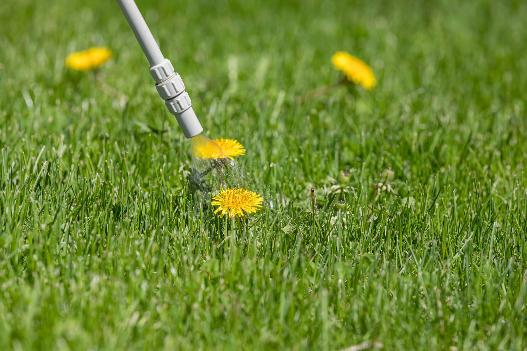 How to Get Rid of Dandelions and Keep Them From Growing Back