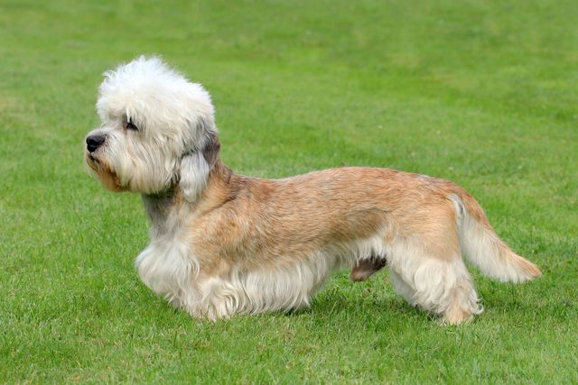 15 of The UK's Rarest Dog Breeds That Make Great Pets