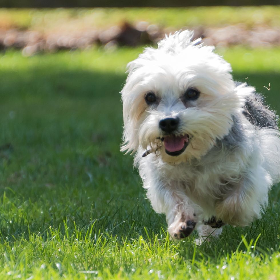dandie dinmont terrier running in field