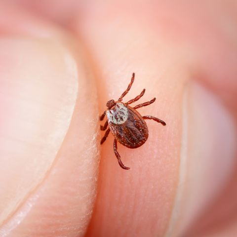 Danger of tick bite. Shows close-up mite in the hand